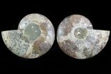 Cut & Polished Ammonite Fossil - Agatized #78327-1